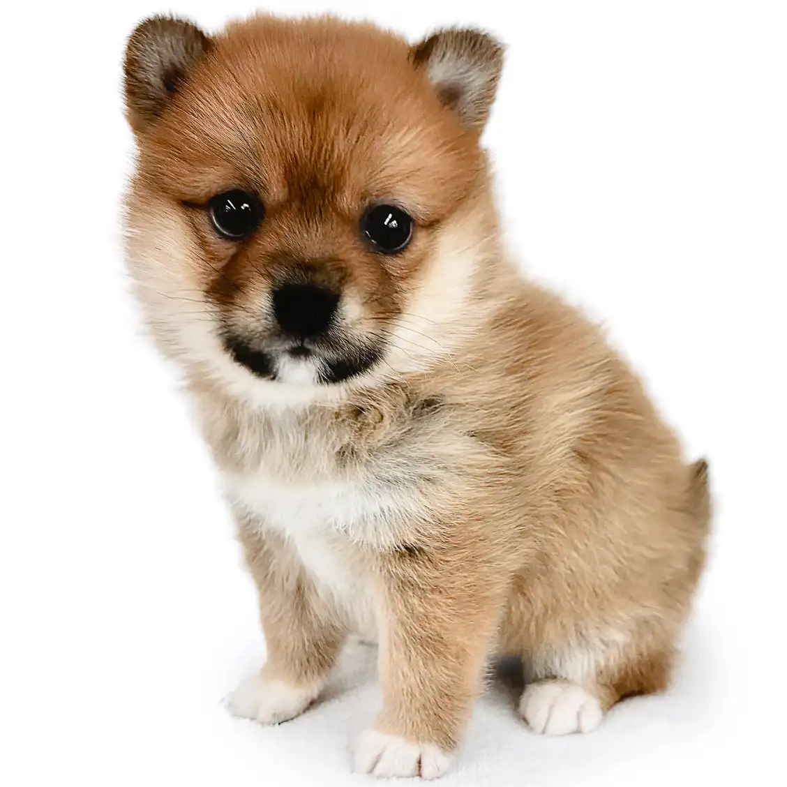 MIX(ポメラニアン×柴犬)