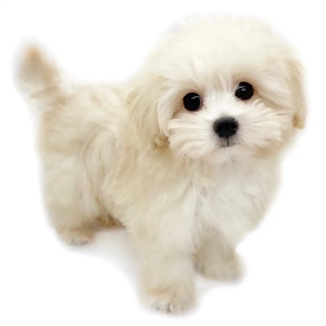 MIX(トイプードル×マルチーズ)