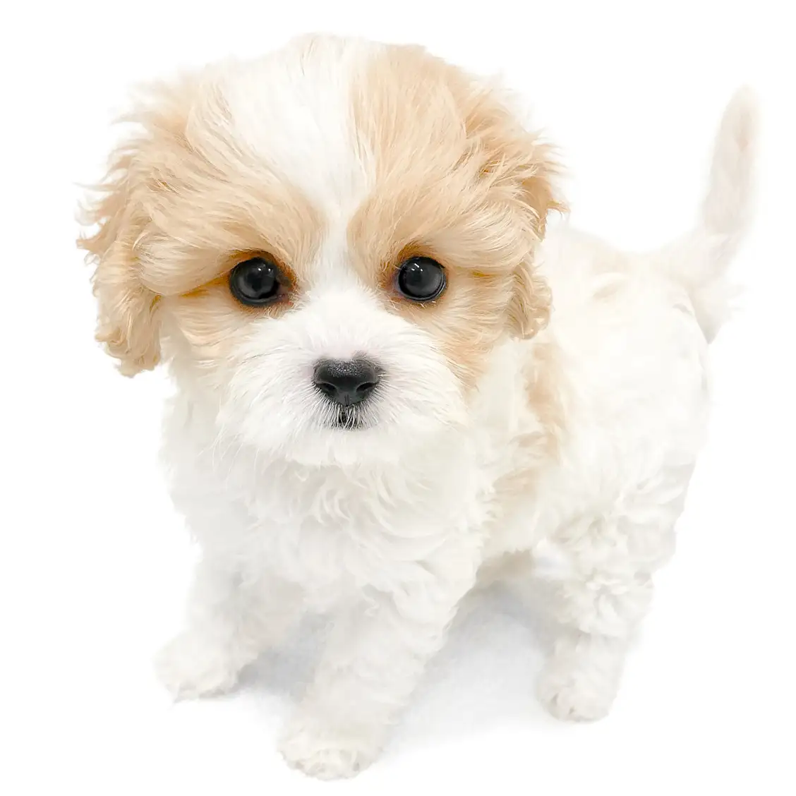 MIX(キャバリアキングチャールズスパニエル×ビションフリーゼ)