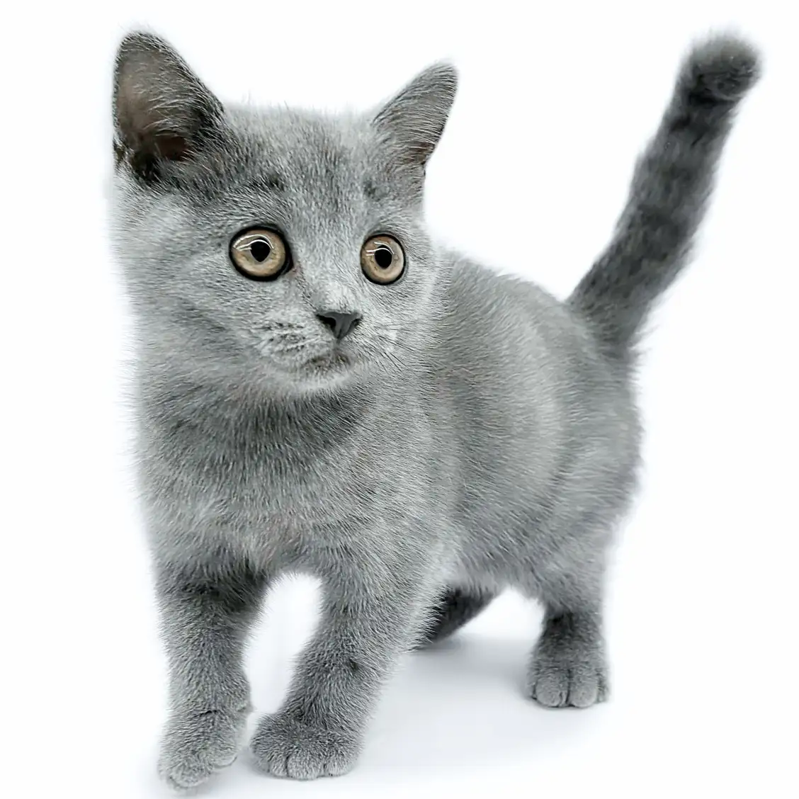 ブリティッシュショートヘア