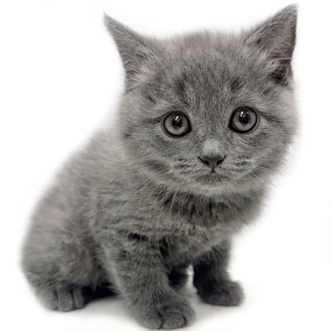 ブリティッシュショートヘア