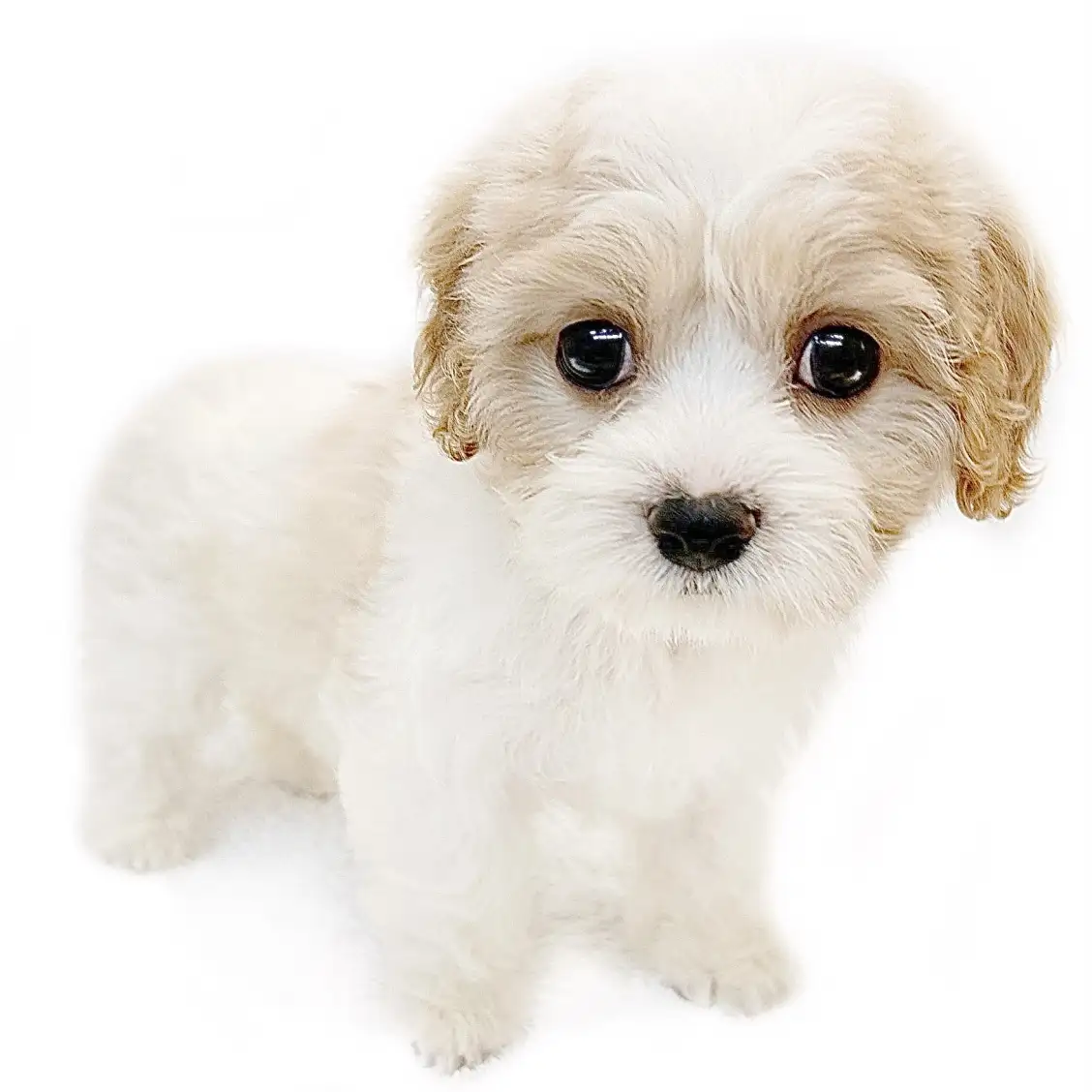 MIX(キャバリアキングチャールズスパニエル×ビションフリーゼ)