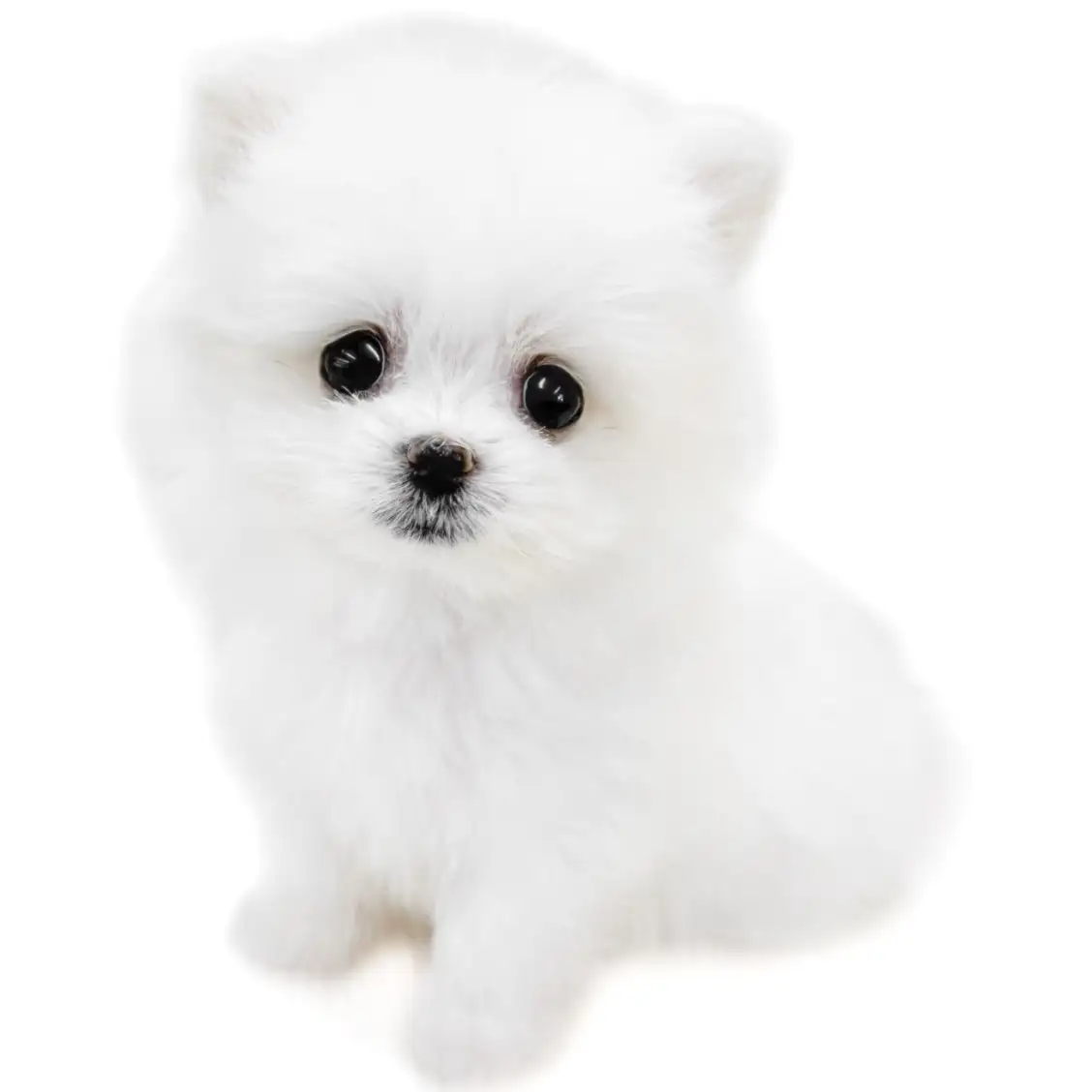 MIX(マルチーズ×ポメラニアン)