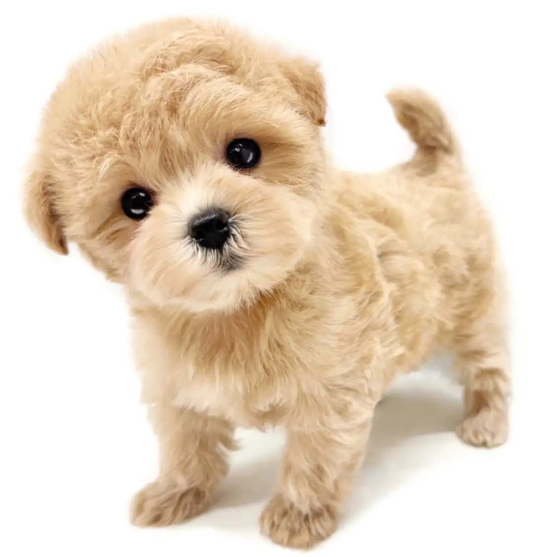 MIX(マルチーズ×トイプードル)