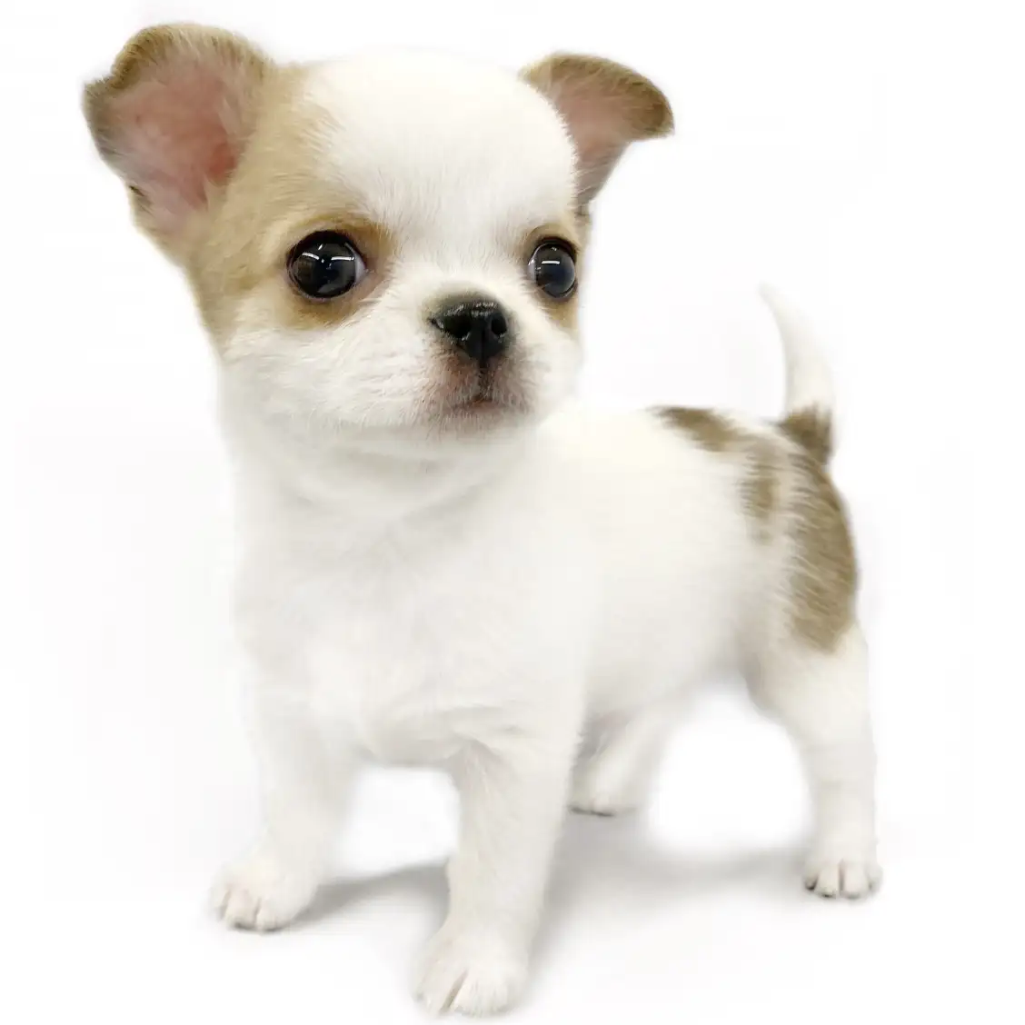 MIX(チワワ×ポメラニアン)