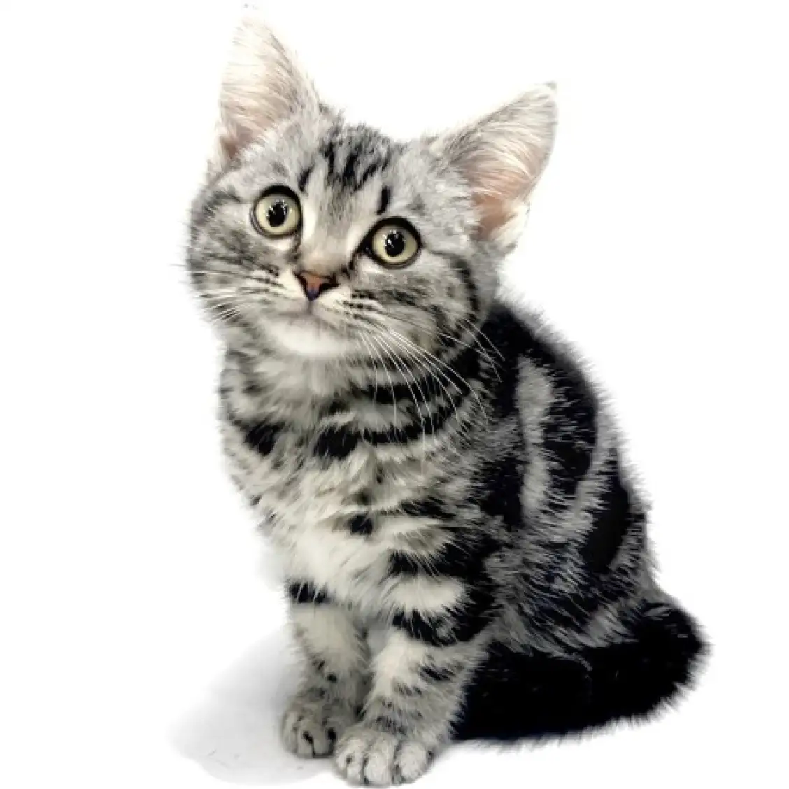 アメリカンショートヘア