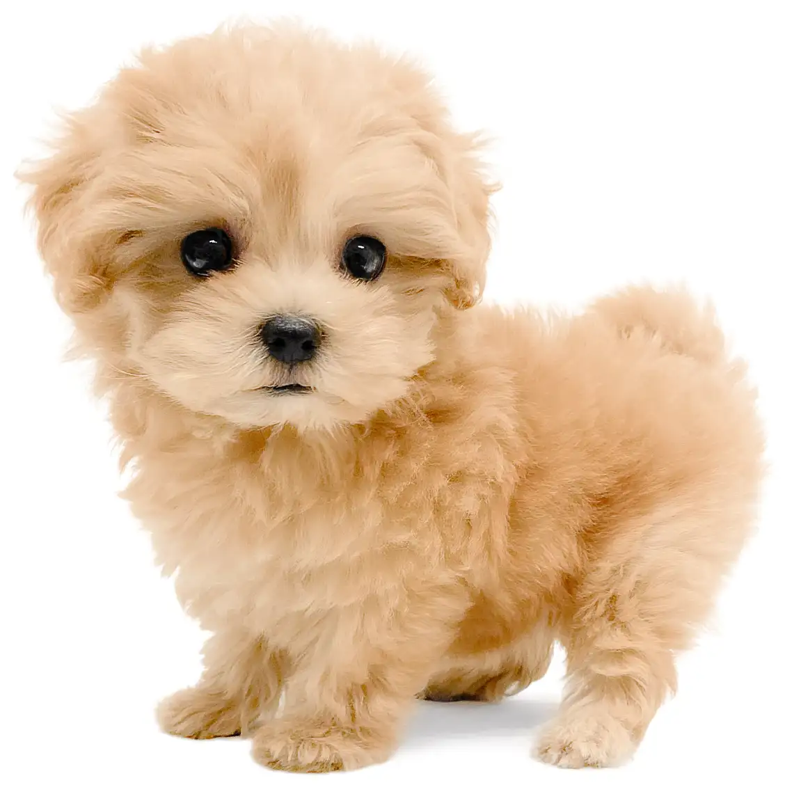 MIX(マルチーズ×トイプードル)