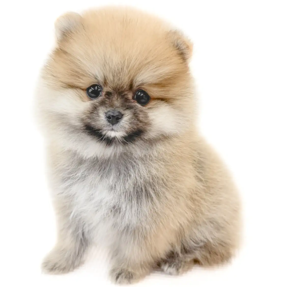 ポメラニアン