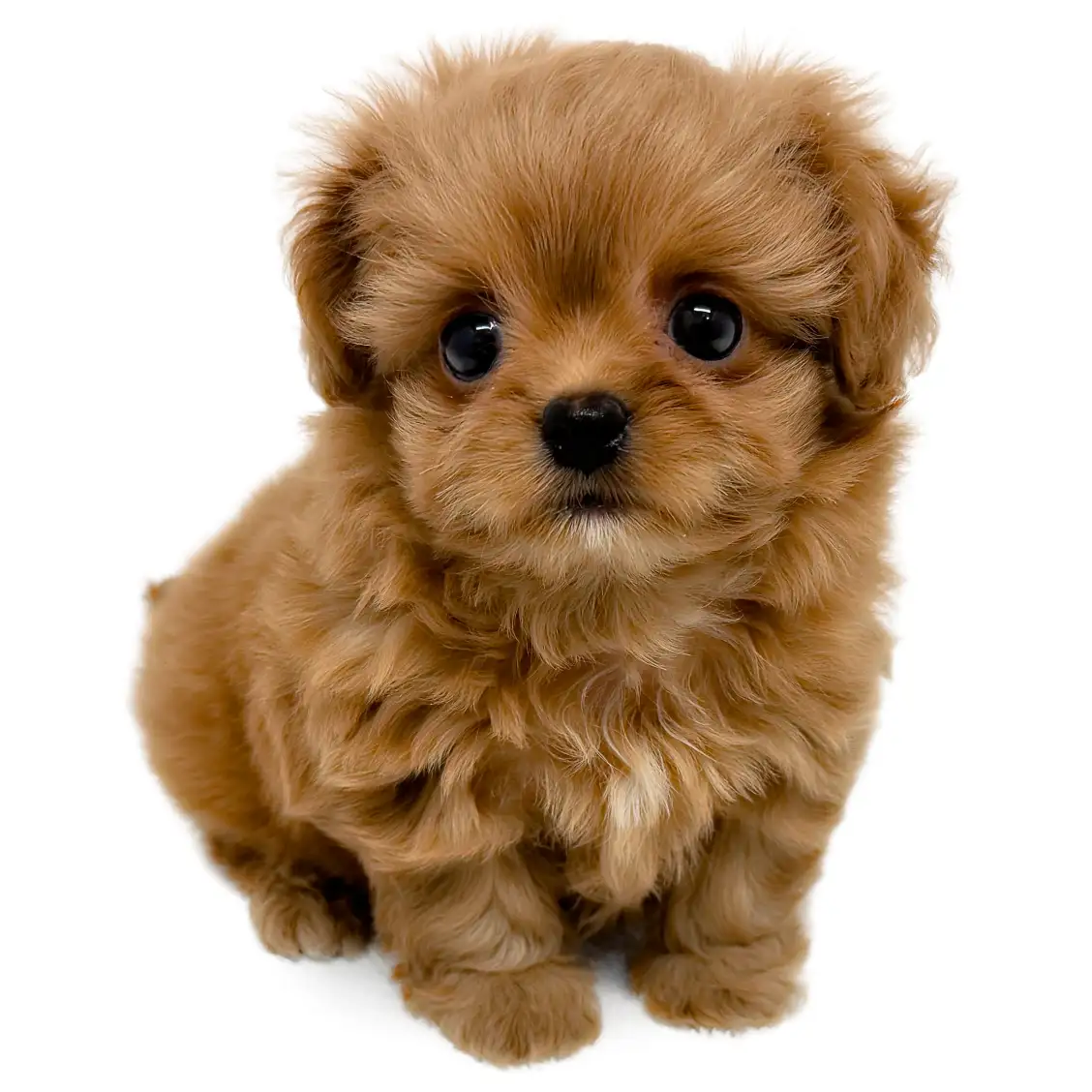 MIX(チワワ×トイプードル)