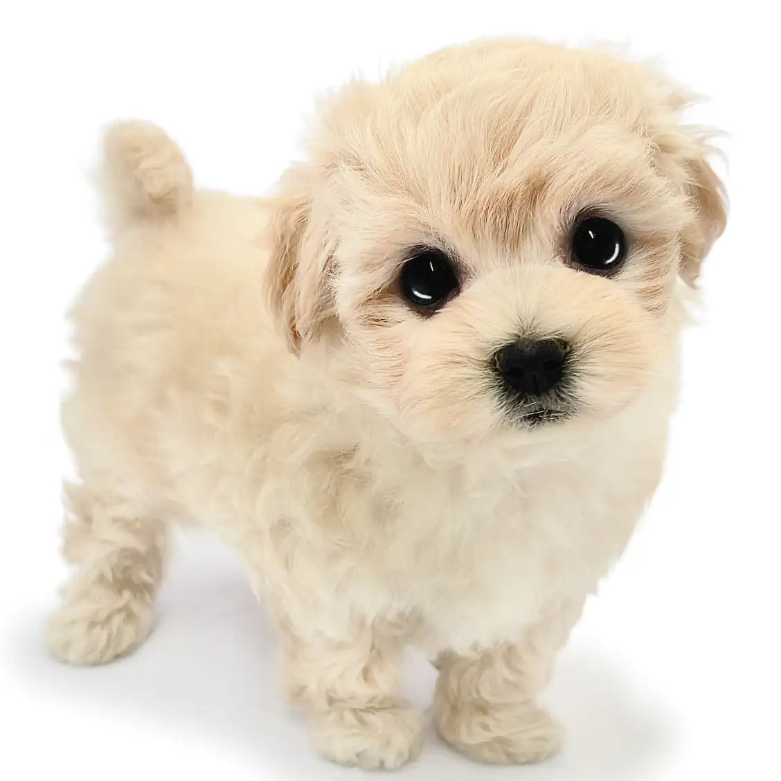 MIX(マルチーズ×トイプードル)