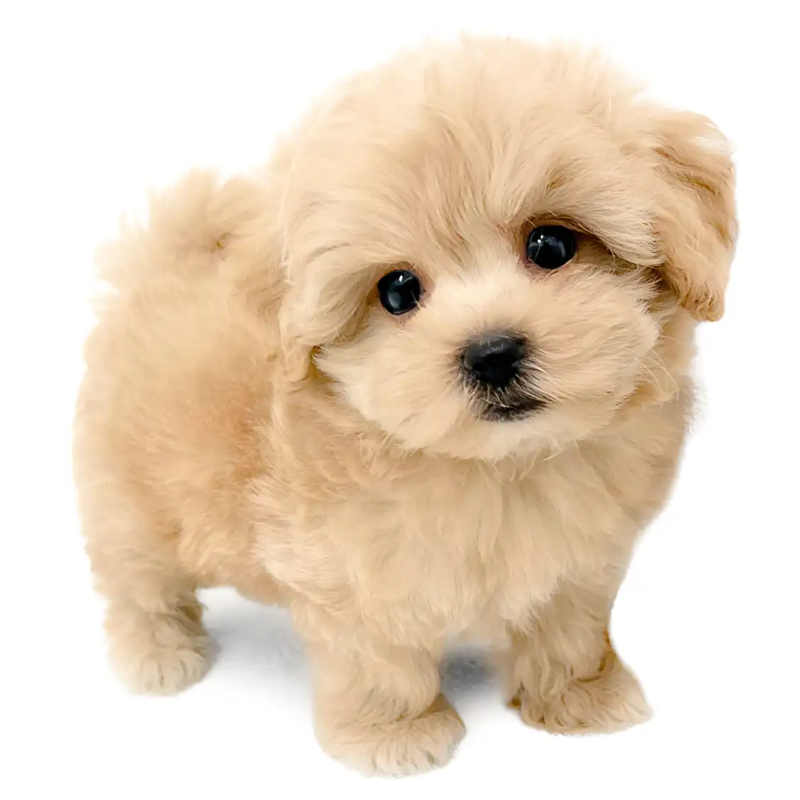 MIX(マルチーズ×トイプードル)