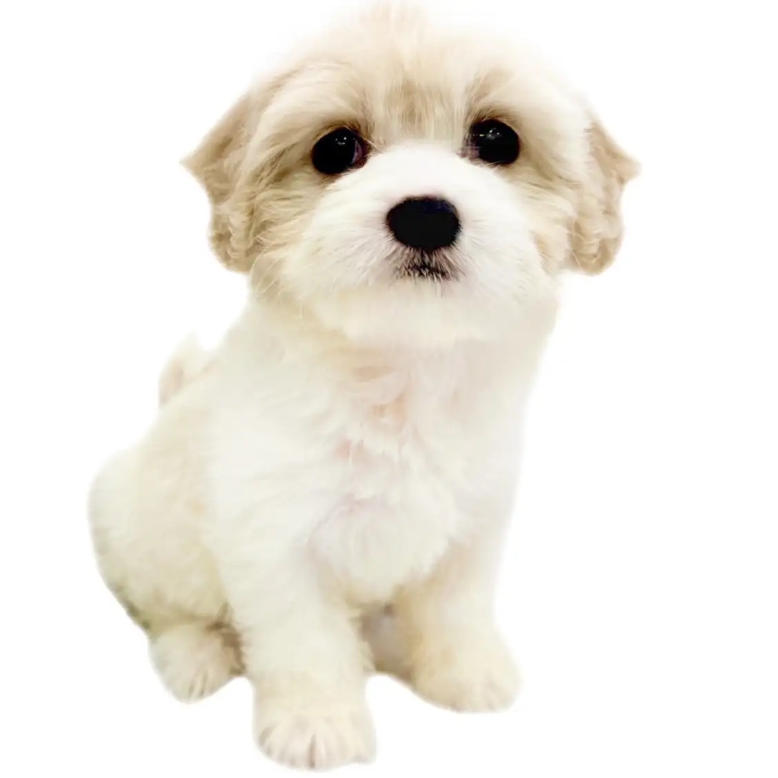 MIX(キャバリアキングチャールズスパニエル×ビションフリーゼ)