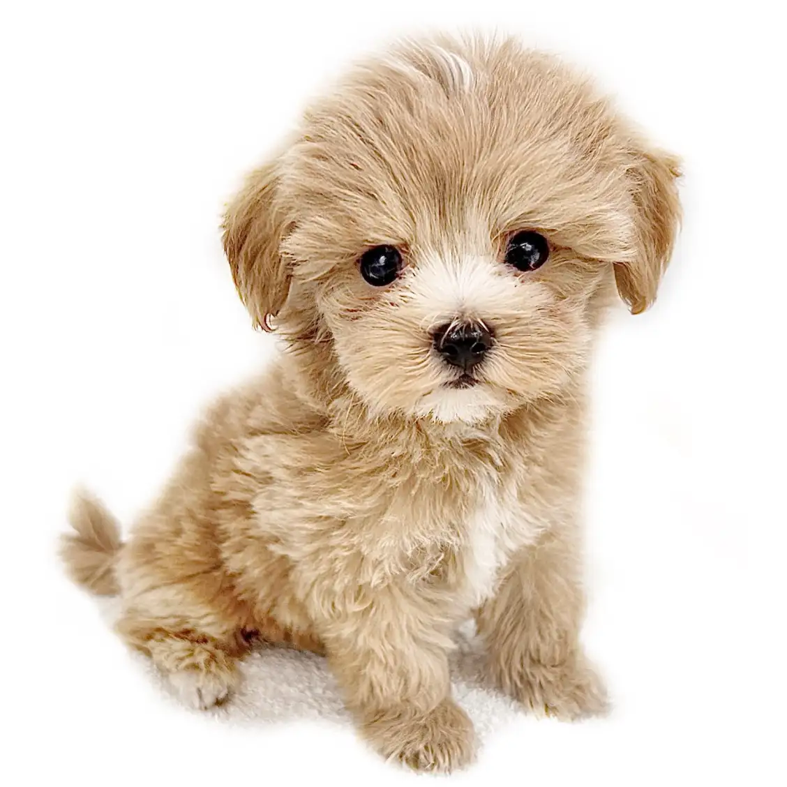 MIX(マルチーズ×トイプードル)