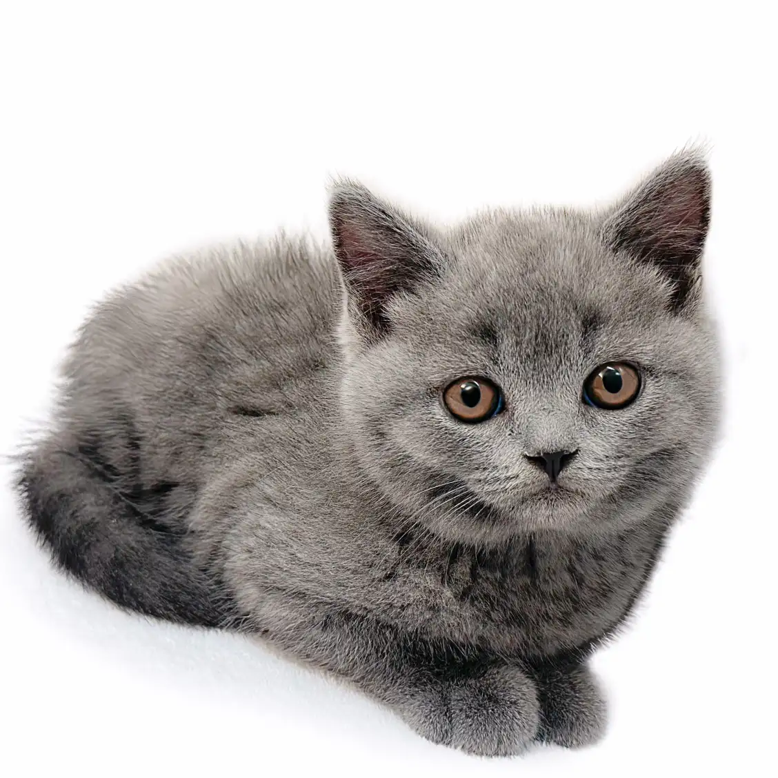 ブリティッシュショートヘア