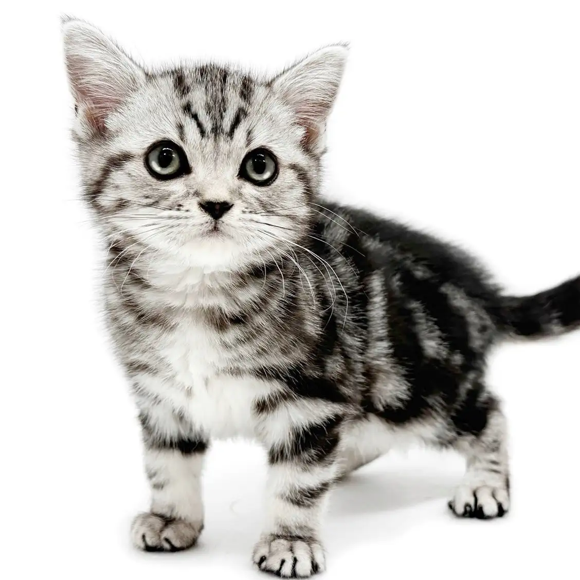 アメリカンショートヘア