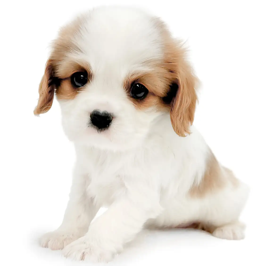 キャバリア・キングチャールズ・スパニエル