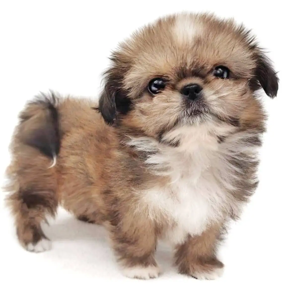 MIX(ペキニーズ×シーズー)