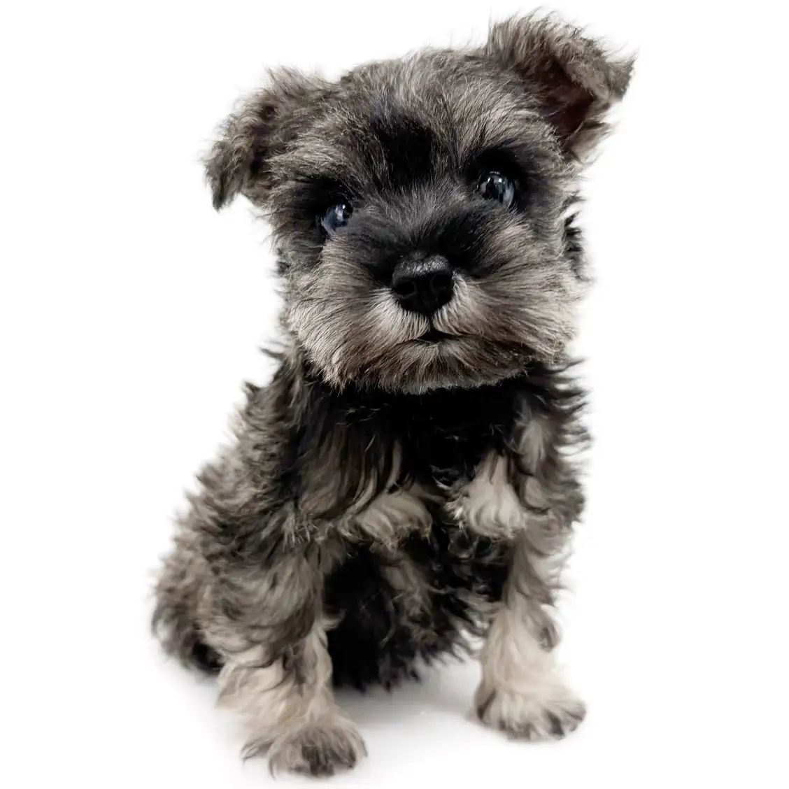 ミニチュア・シュナウザー