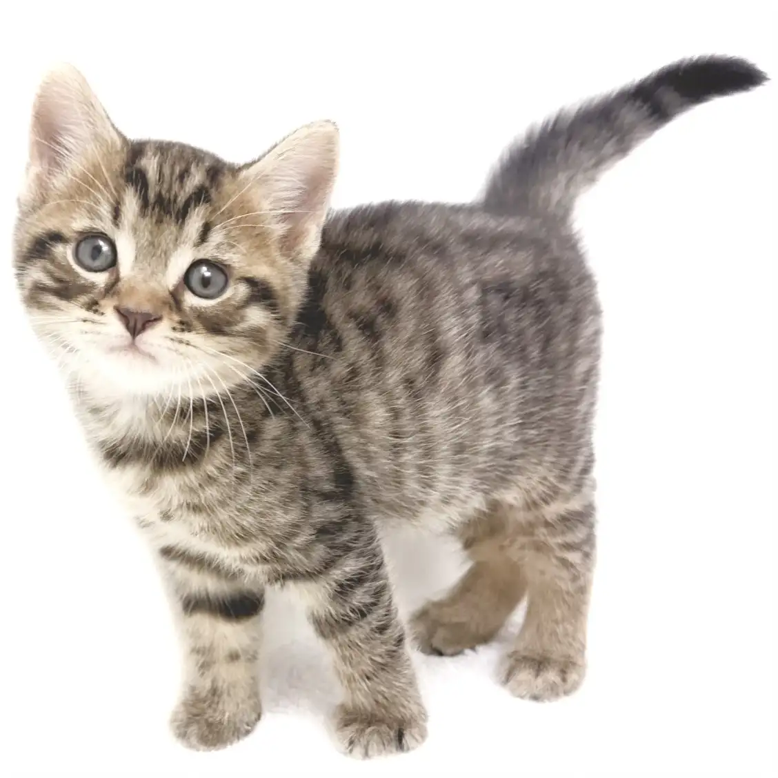 アメリカンショートヘア