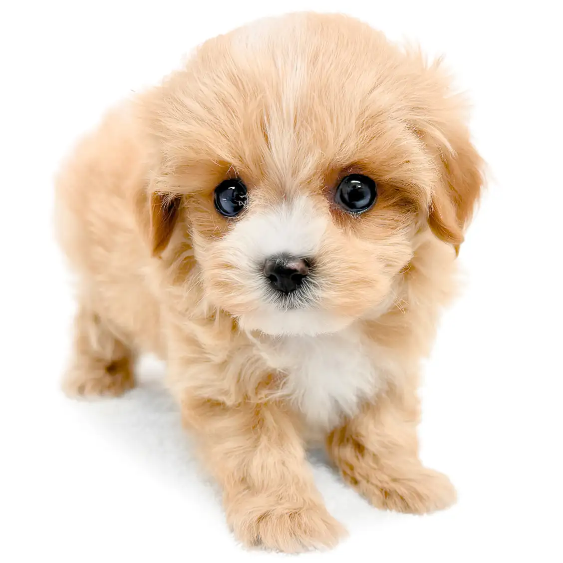 MIX(マルチーズ×トイプードル)