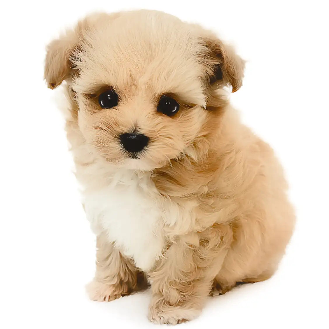 MIX(トイプードル×マルチーズ)