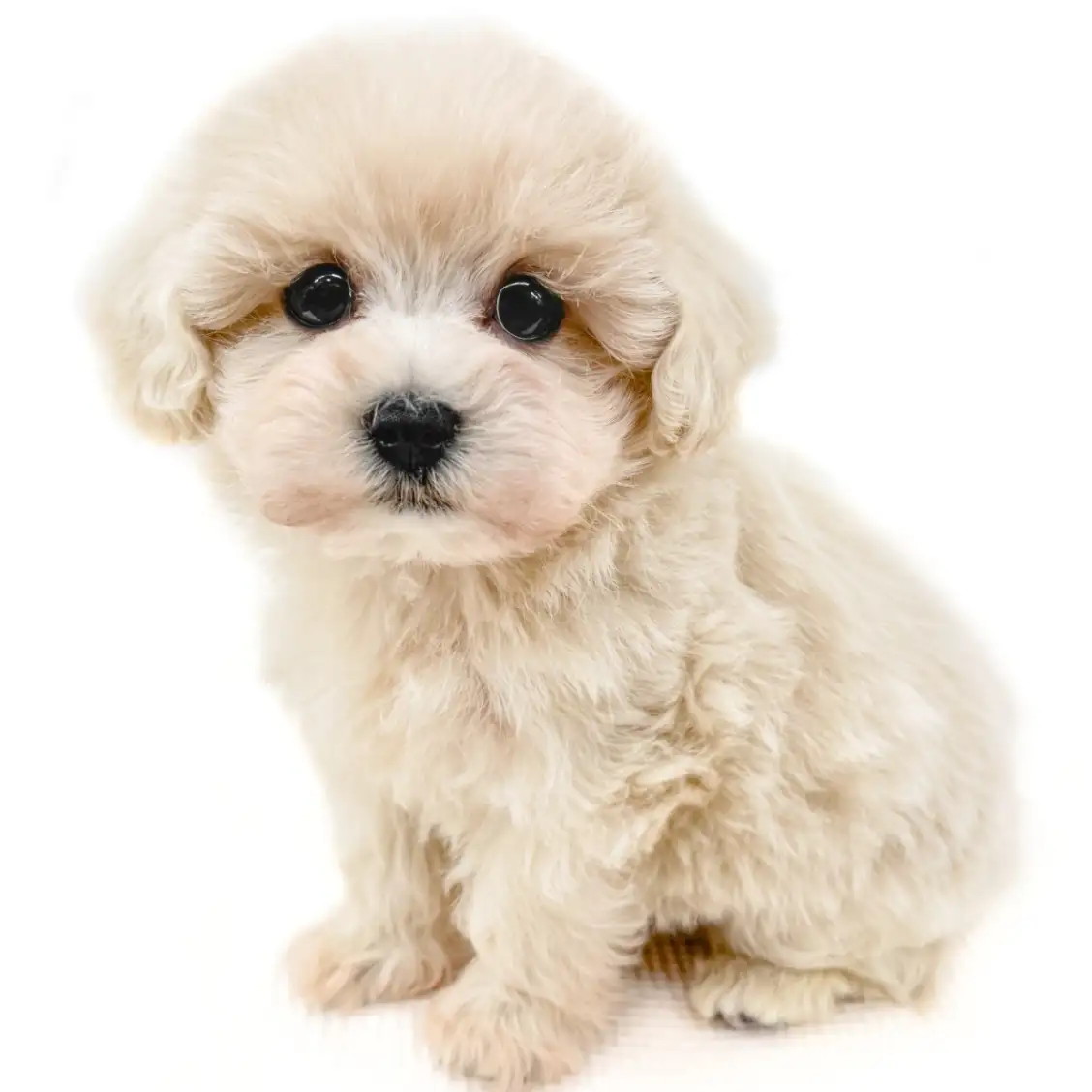 MIX(マルチーズ×トイプードル)