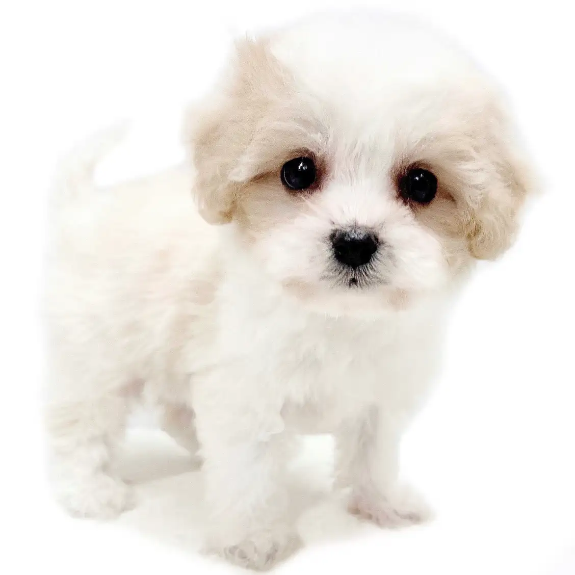 MIX(キャバリアキングチャールズスパニエル×ビションフリーゼ)