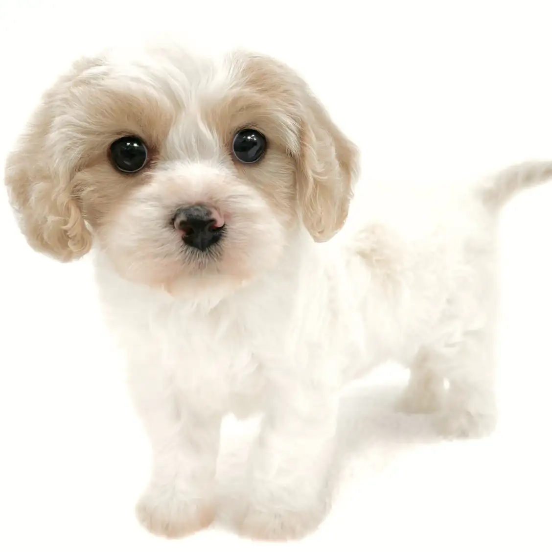 MIX(キャバリアキングチャールズスパニエル×ビションフリーゼ)