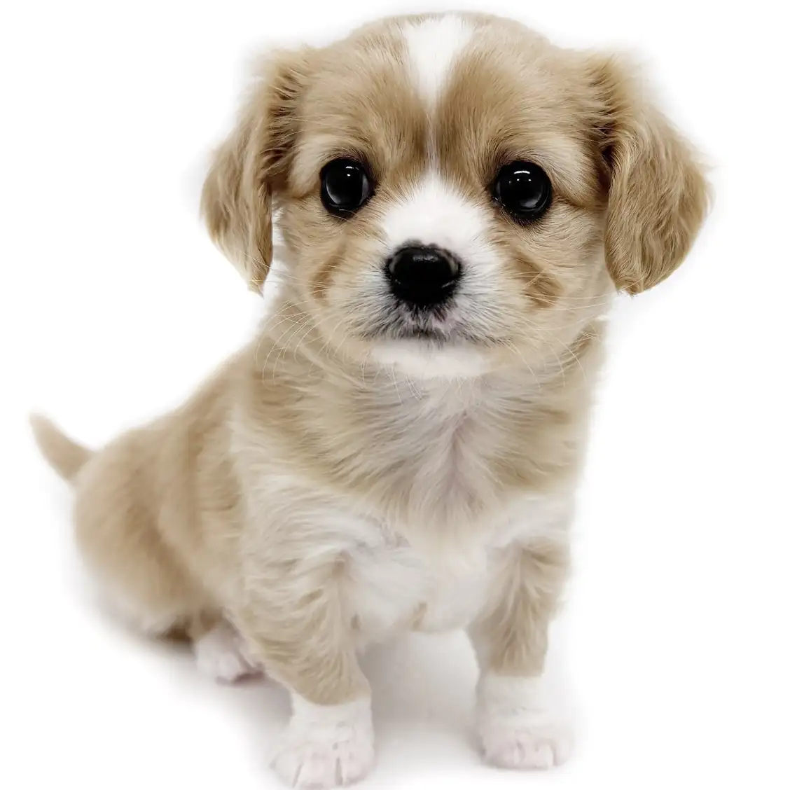 MIX(チワワ×キャバリアキングチャールズスパニエル)