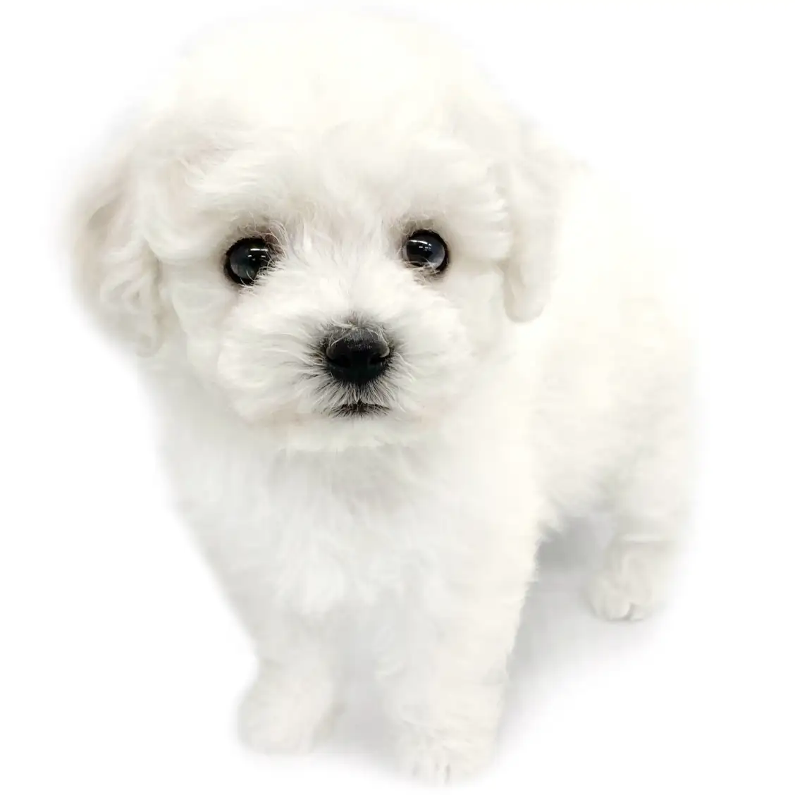 ビションフリーゼ