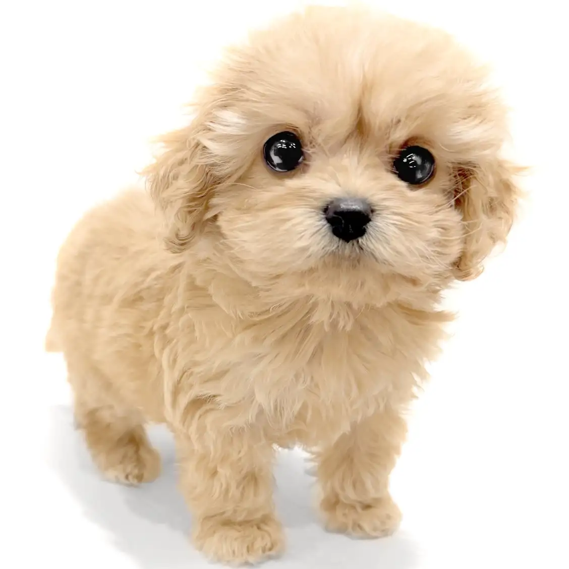 MIX(アメリカンコッカースパニエル×トイプードル)