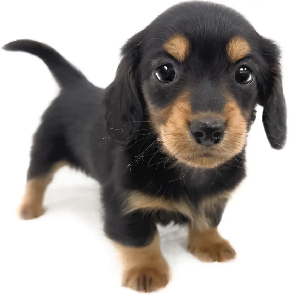 ミニチュア・ダックスフント