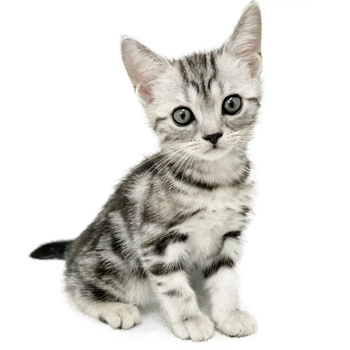 アメリカンショートヘア