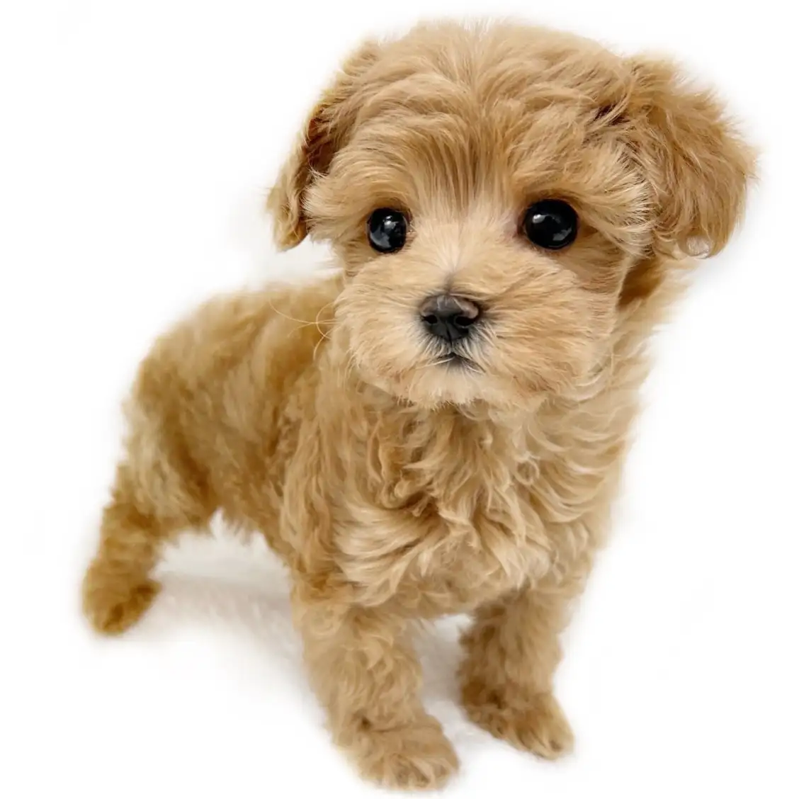 MIX【(マルチーズ×トイプードル)×トイプードル】