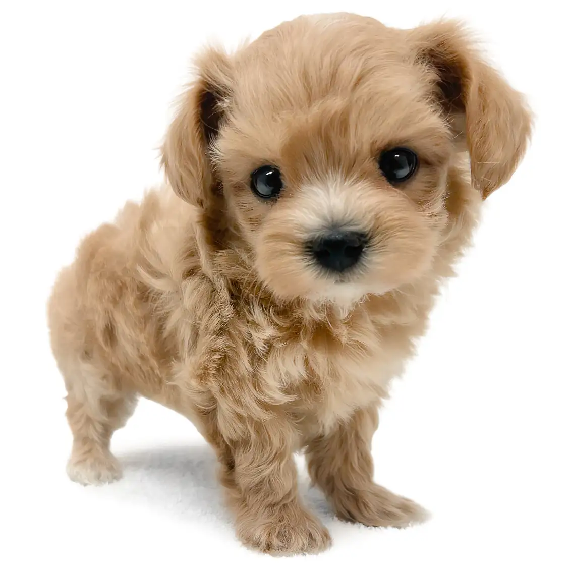 MIX(マルチーズ×トイプードル)