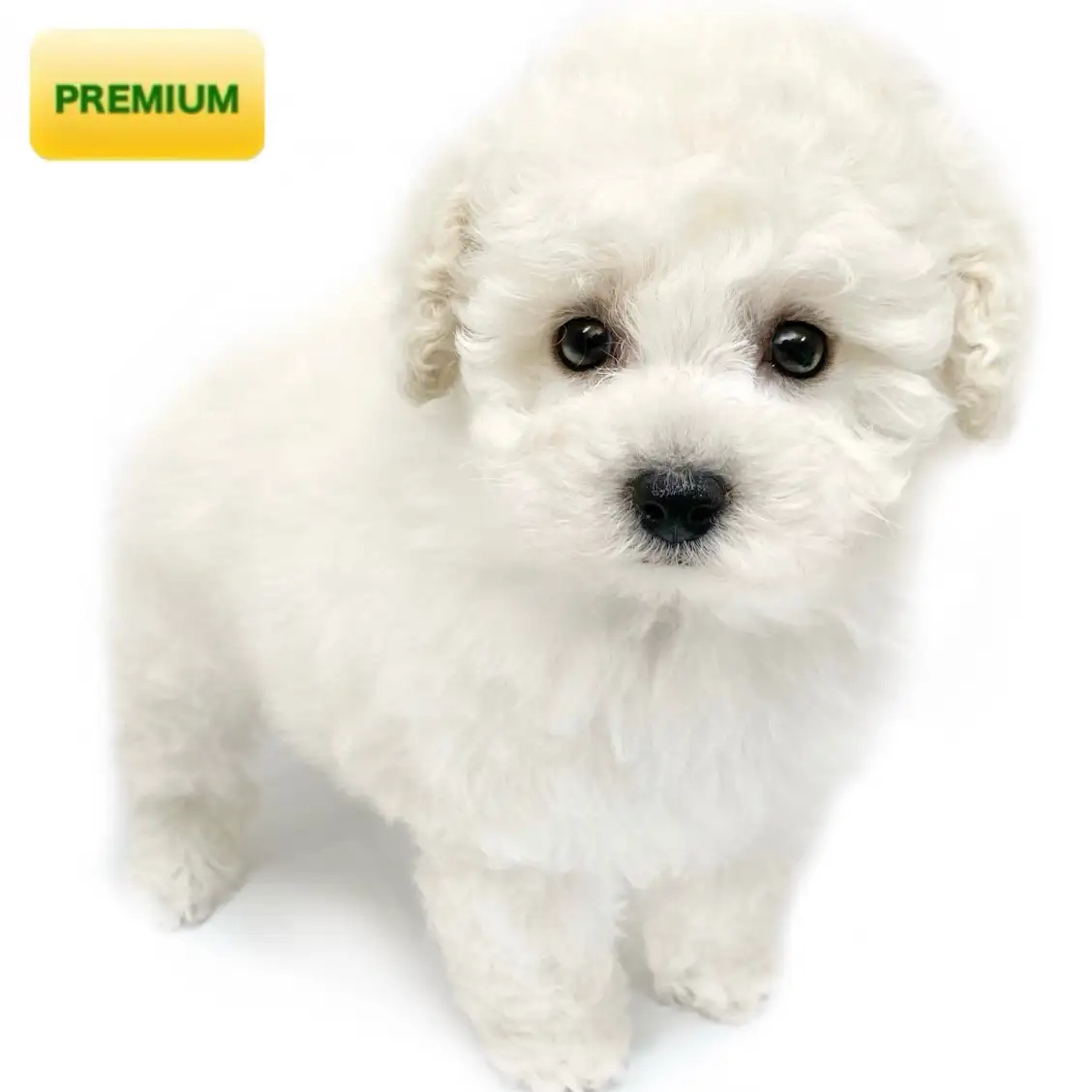 トイ・プードル