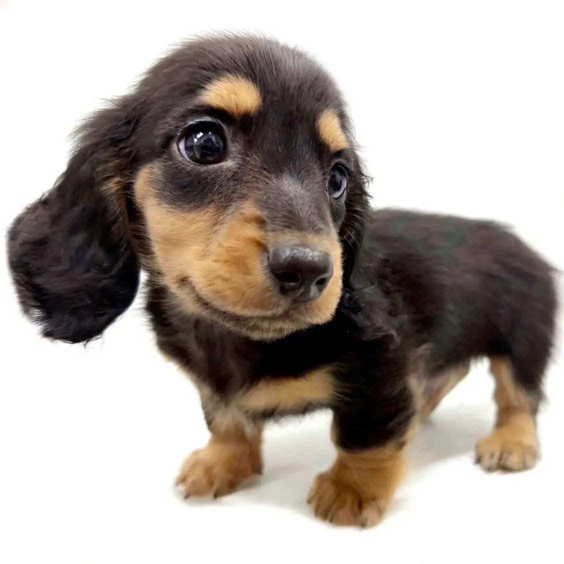 ミニチュア・ダックスフント