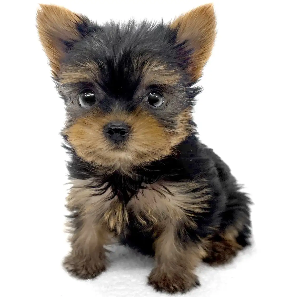 ヨークシャーテリア