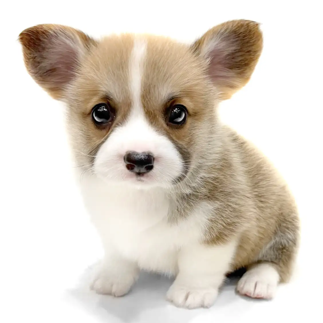 ウェルシュコーギーペンブローク