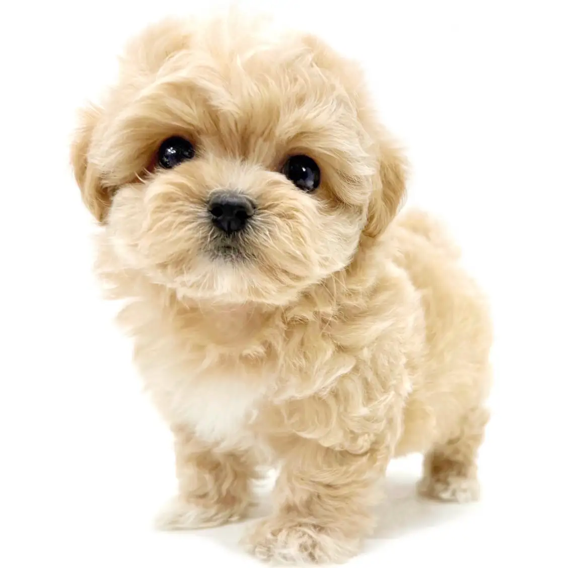 MIX（トイプードル×マルチーズ）