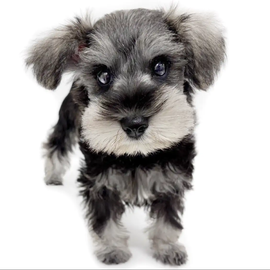 ミニチュア・シュナウザー