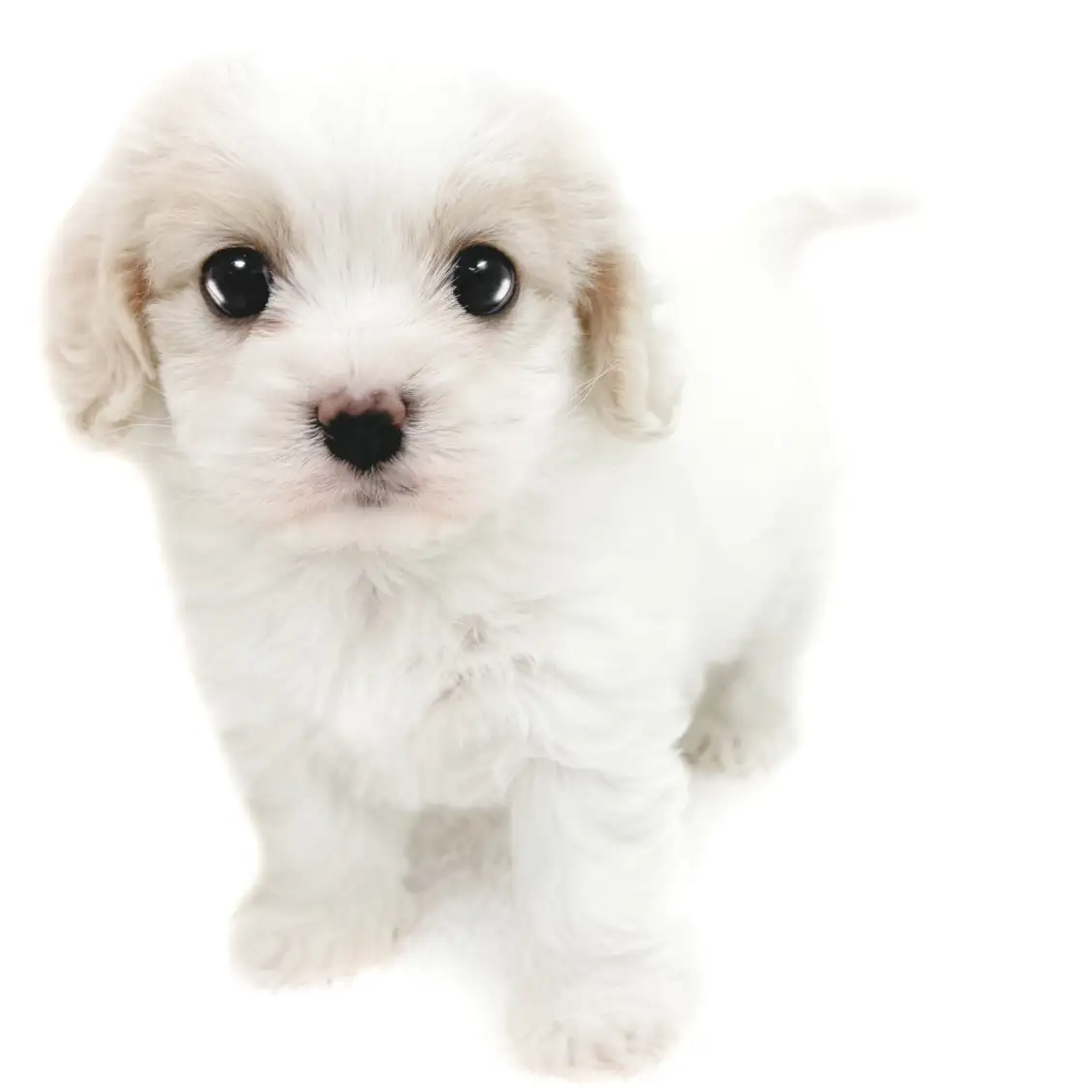 MIX(キャバリアキングチャールズスパニエル×ビションフリーゼ)