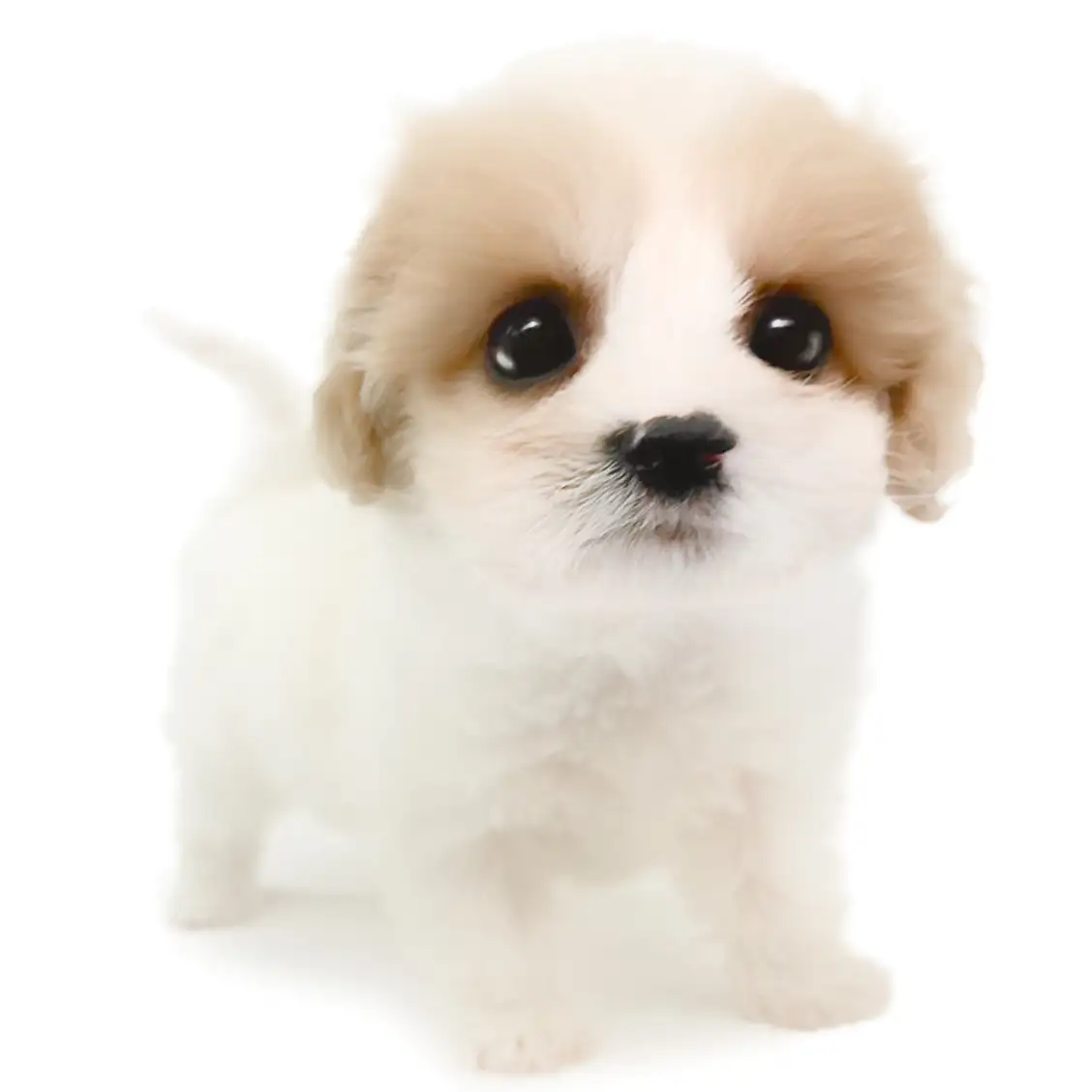 MIX(キャバリアキングチャールズスパニエル×ビションフリーゼ)