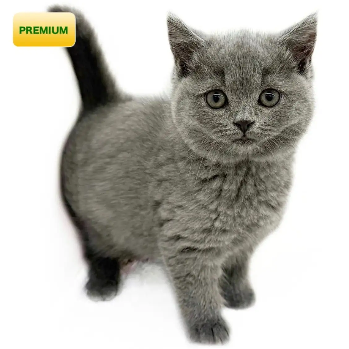 ブリティッシュショートヘア