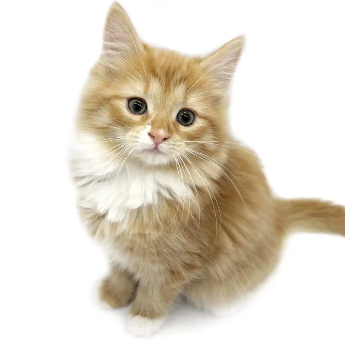 ノルウェージャンフォレストキャット