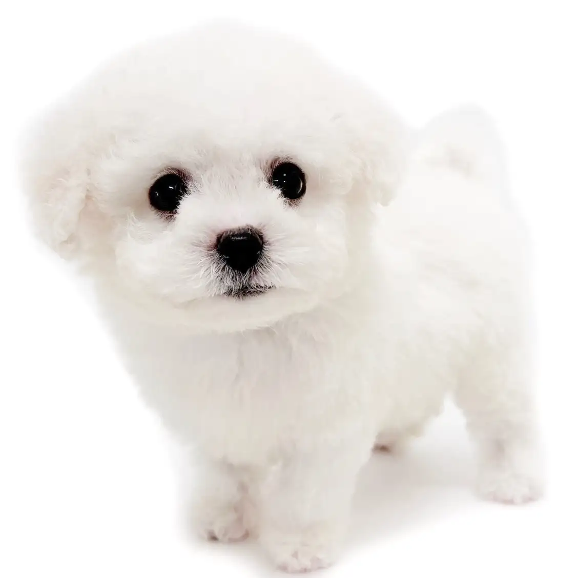 ビションフリーゼ