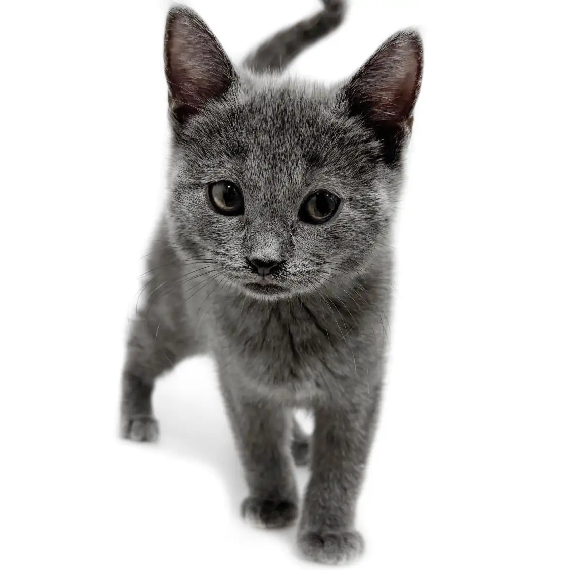 シャルトリュー