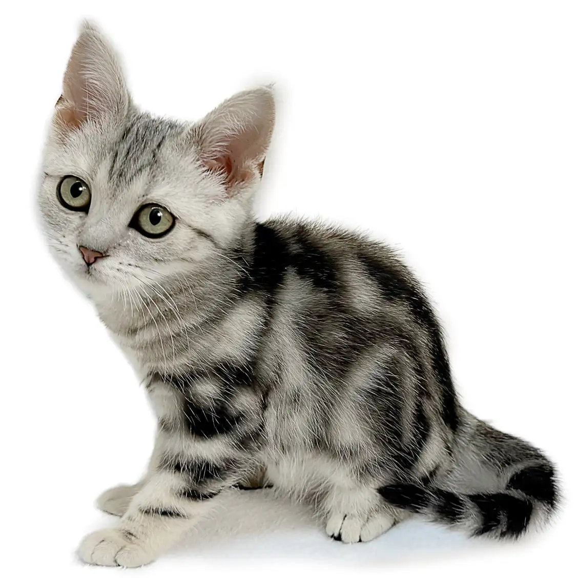 アメリカンショートヘア