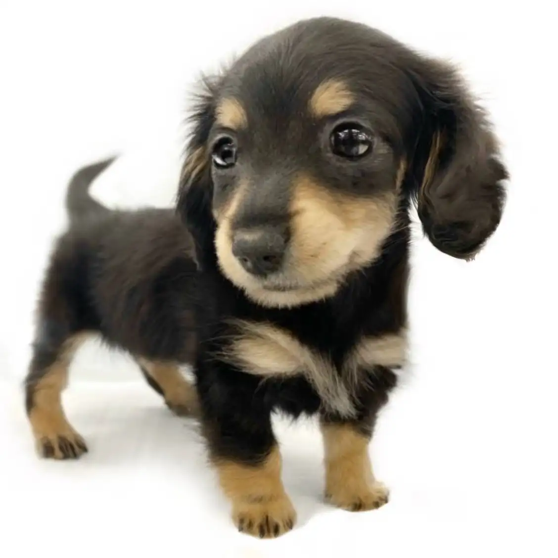 カニンヘン・ダックスフント