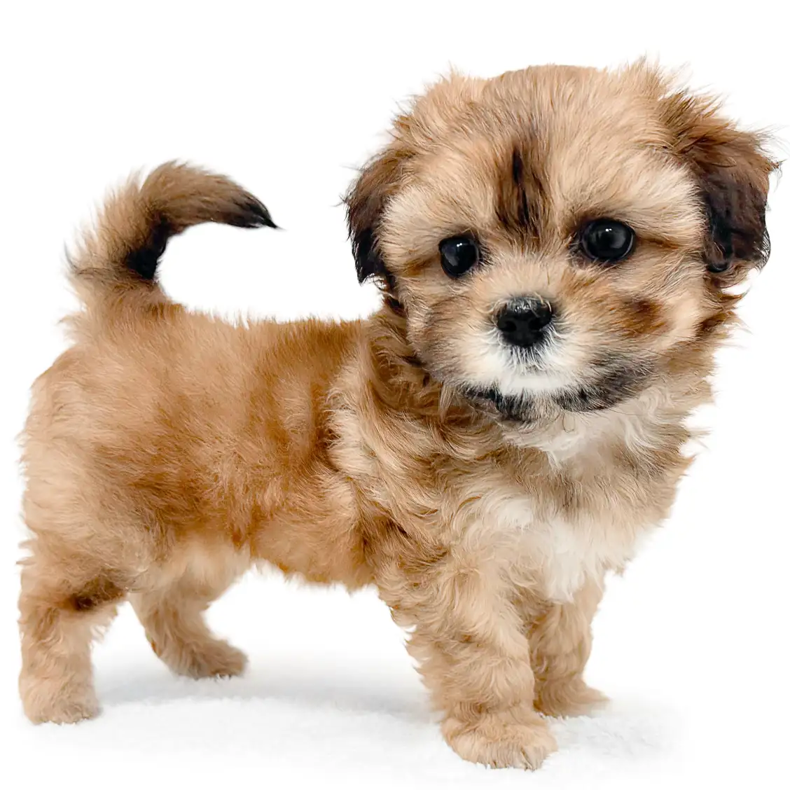 MIX(シーズー×トイプードル)